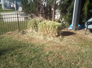 Bush Trimming by William Akers for Craig R. in Concord, NC