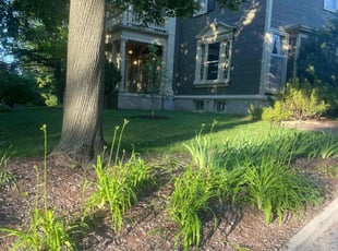 Alison Y.'s Lawn Service service result