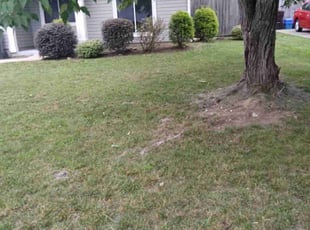 Bush Trimming by Depree Hart for Wendy F. in Rock Hill, SC