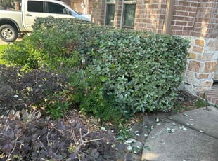 Bush Trimming by JosΓ© Gonzalez for Didarjan A. in Richmond, TX