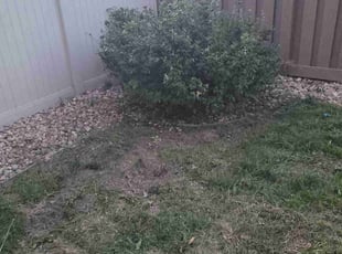 Bush Trimming by Rubie Chavez for Anthony G. in Denver, CO