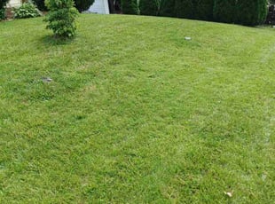 Tammy m.'s Yard Cutting service result