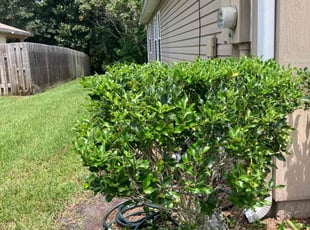 Henry Z.'s Lawn Mowing Service service result
