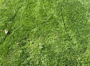 Stan G.'s Lawn Maintenance service result