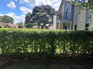 Bush Trimming by Jose Reyes for Jeffrey M. in Houston, TX