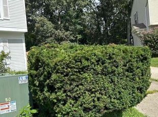 Bush Trimming by Caree Keith for Walter P. in Waldorf, MD
