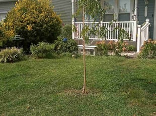 James N.'s Lawn Mowing service result