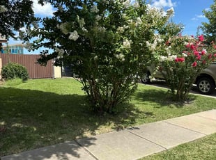 Bush Trimming by Adrian Gallardo for Christine M. in Garland, TX