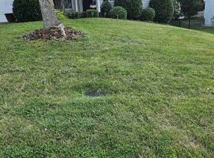 Kira H.'s Lawn Service service result