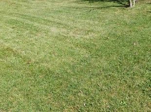 Lucas H.'s Lawn Mowing Service service result