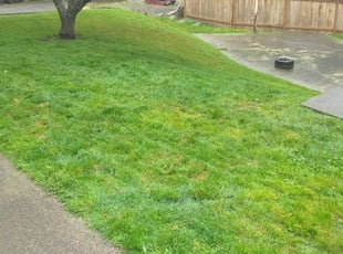 Cleanups by James McAfee for Jodi W. in Redmond, WA