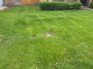 Leaf Removal by Johann von Kampen for Sharon P. in Boise, ID