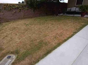 Kaamilya B.'s Lawn Mowing service result