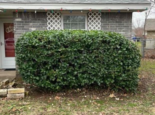 Bush Trimming by Austin Short for Shelley G. in Norman, OK