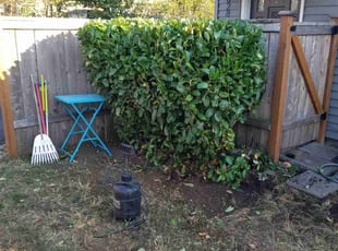 Bush Trimming by Riki Howry for Tamara H. in Portland, OR