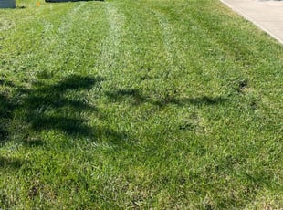 Ishala W.'s Yard Cutting service result