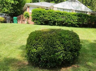 Michael O.'s Yard Cutting service result