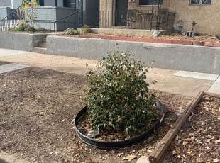 Leaf Removal by Ricky Mendoza for Kalina S. in Denver, CO