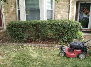 Bush Trimming by Edward Kauffman for Brianna T. in Virginia Beach, VA