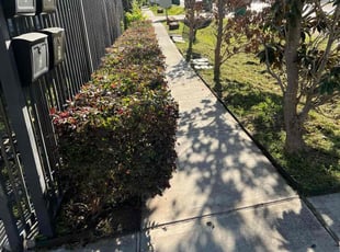 Bush Trimming by Paz Silva for Priscila T. in Houston, TX