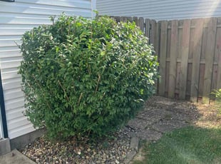 Bush Trimming by Brandon Fiala for Kelly F. in Saint Charles, MO
