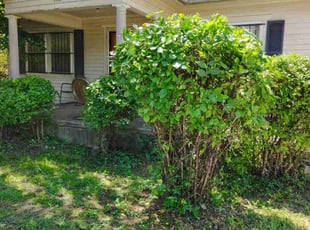 Bush Trimming by James Rego for Carolyn J. in Oklahoma City, OK