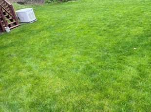 Dorene B.'s Lawn Mowing service result