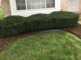 Bush Trimming by William McCoy for Deborah H. in Matteson, IL