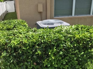 Bush Trimming by William Chavers for Andy M. in Riverview, FL