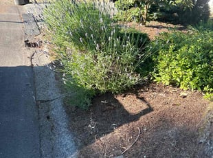 Bush Trimming by Richard Luiza Jr for Gloria D. in Kirkland, WA