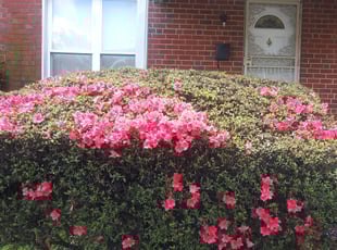 Bush Trimming by Micheal Nkafu for Kellie B. in Baltimore, MD