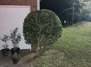 Bush Trimming by Jarrell Bradshaw for Cora C. in Hampton, GA