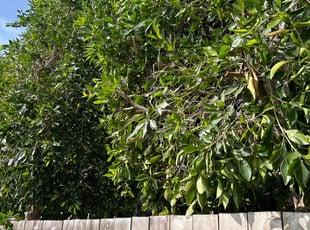 Bush Trimming by Santos Pereira for Francis P. in Los Angeles, CA