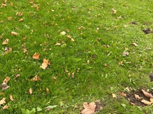 Leaf Removal by James Serio for David M. in Rochester, NY