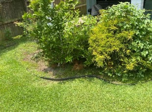 Weeding by Layken Hebert for George V. in Baton Rouge, LA