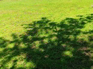 Diana F.'s Lawn Maintenance service result