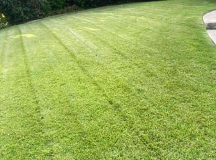 Jeremy P.'s Lawn Mowing Service service result