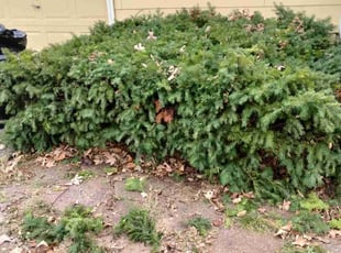 Bush Trimming by Gabriel Jessie for Hunter H. in Grandview, MO