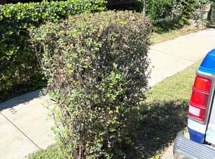 Bush Trimming by Thomas Fador for Mcsendy P. in Baltimore, MD