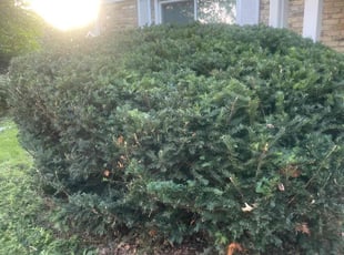 Bush Trimming by Emma Curcio for Clarisse S. in Middleton, WI