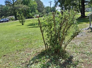 Bush Trimming by Reggie Joyner for Loretta I. in Goose Creek, SC