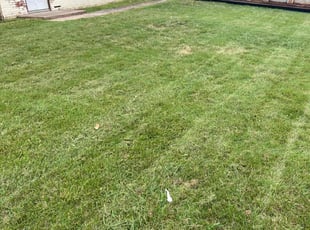 Leslie H.'s Yard Cutting service result