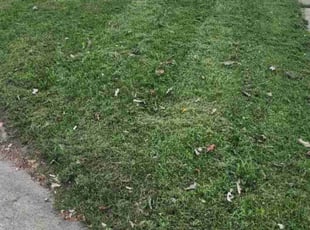 Jacquelyn S.'s Lawn Service service result