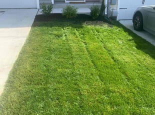 Tina S.'s Lawn Mowing service result