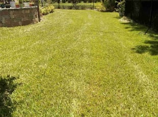 Brittany O.'s Yard Cutting service result