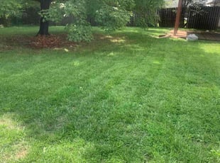 Nancy C.'s Lawn Mowing Service service result