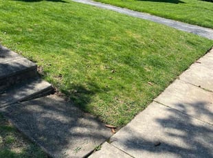 Michelle B.'s Yard Cutting service result