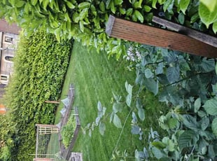 Sandra D.'s Lawn Service service result
