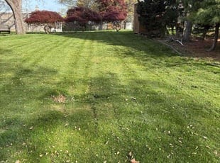 Sean S.'s Grass Cutting service result