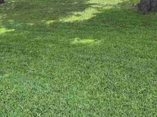 Danielle H.'s Yard Cutting service result